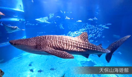 大阪海遊館